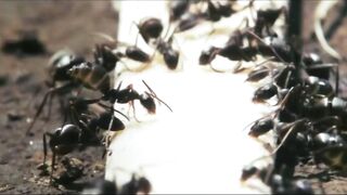 富美子之足 富美子の足 日本三级
